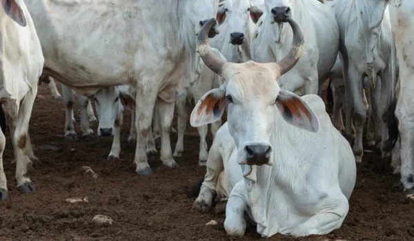 Ganado bovino pastando en una finca de Santander