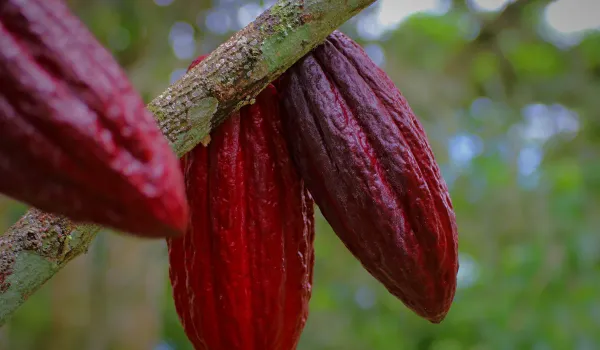 Foto relacionada con producción de cacao en Santander. 