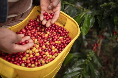 Santander tiene 55.640 hectáreas sembradas de café en 78 de sus 87 municipios. Foto: Pixabay-Leonel Barreto